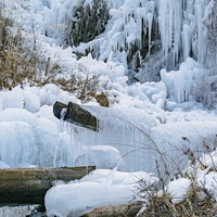 氷の中から顔を出した筧（かけひ）の写真