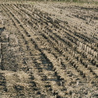 稲刈り後に藁を燃やされた後のある田んぼの写真