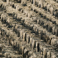 稲刈り後に燃やされた株や藁のある田んぼの写真