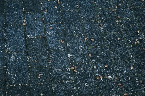 踏みつけられて粉々になったどんぐりが転がる道