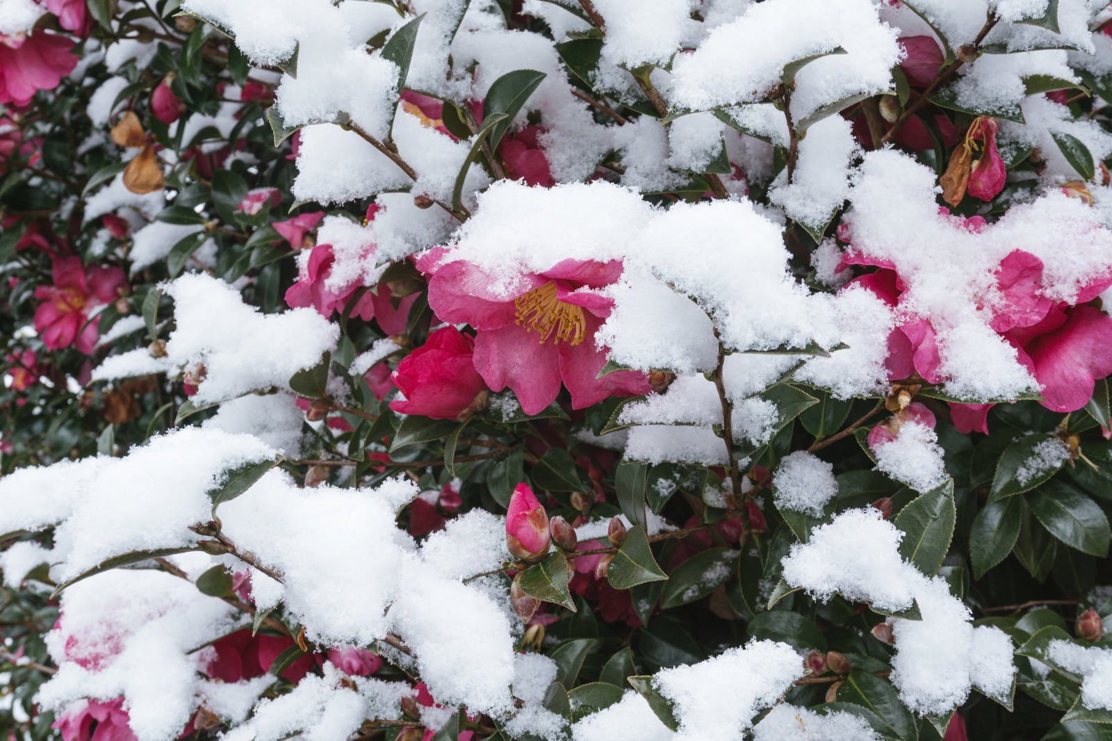 雪が積もったピンクのサザンカの花と緑の葉