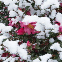 雪が降り積もったサザンカの写真