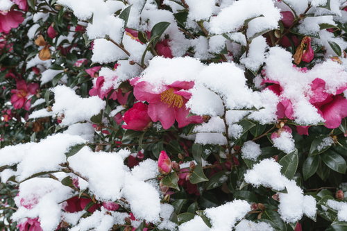 雪が降り積もったサザンカ