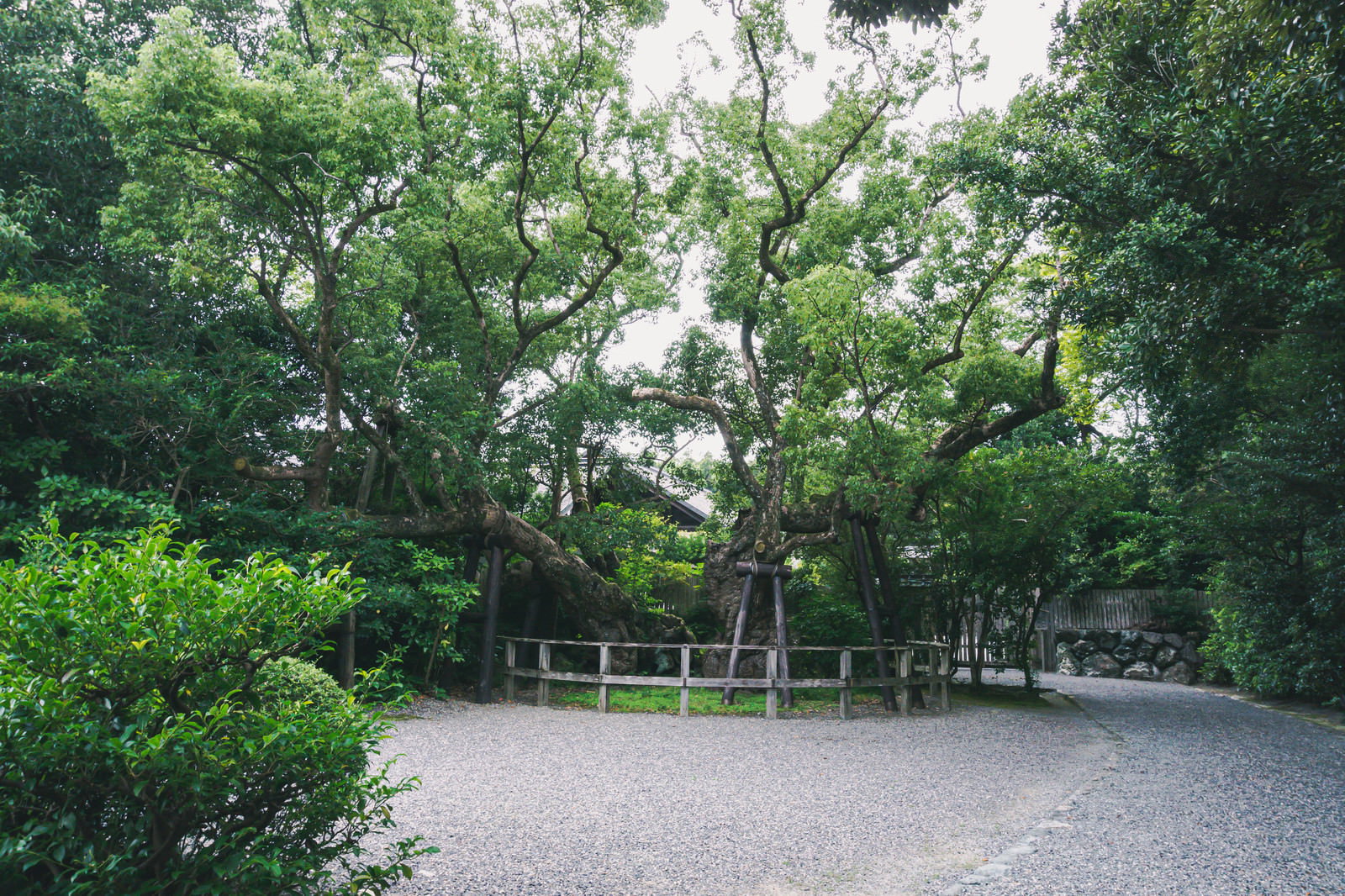 豊受大神社境内の石垣上にそびえる樹齢約900年の巨大な清盛楠