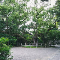 樹齢約900年とも言われる大きな楠の清盛楠（きよもりぐす）の写真