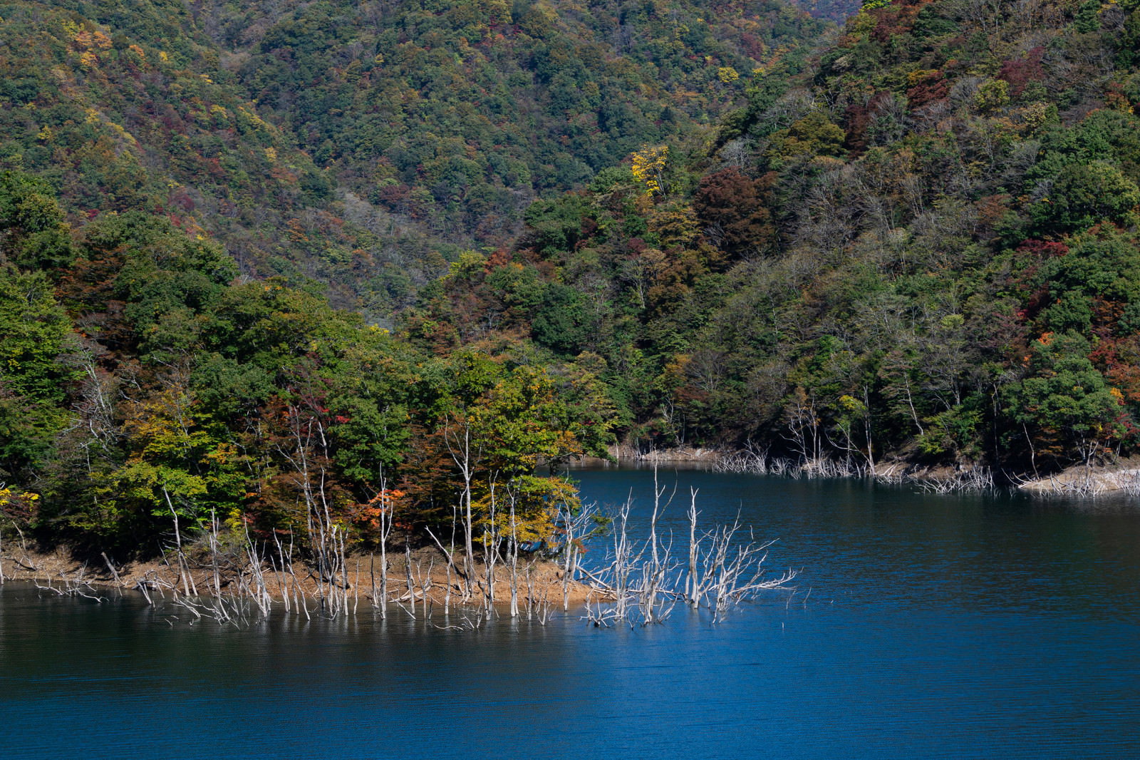 徳山湖のダム湖に立つ立ち枯れた木々と背景の紅葉した山並み