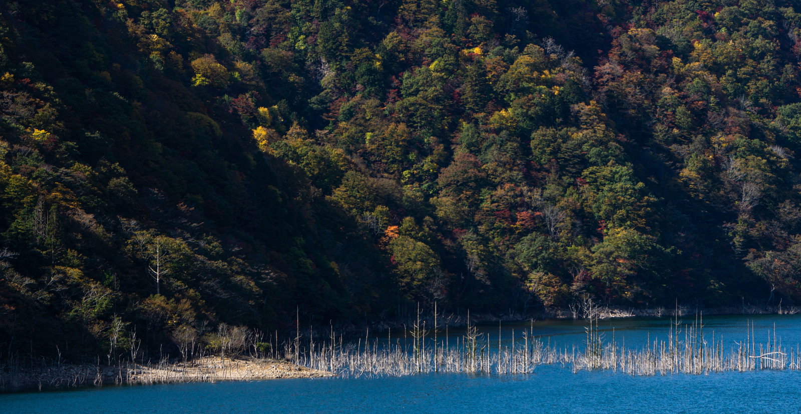 徳山ダムの湖面に立つ白い立ち枯れした木々と紅葉した山々