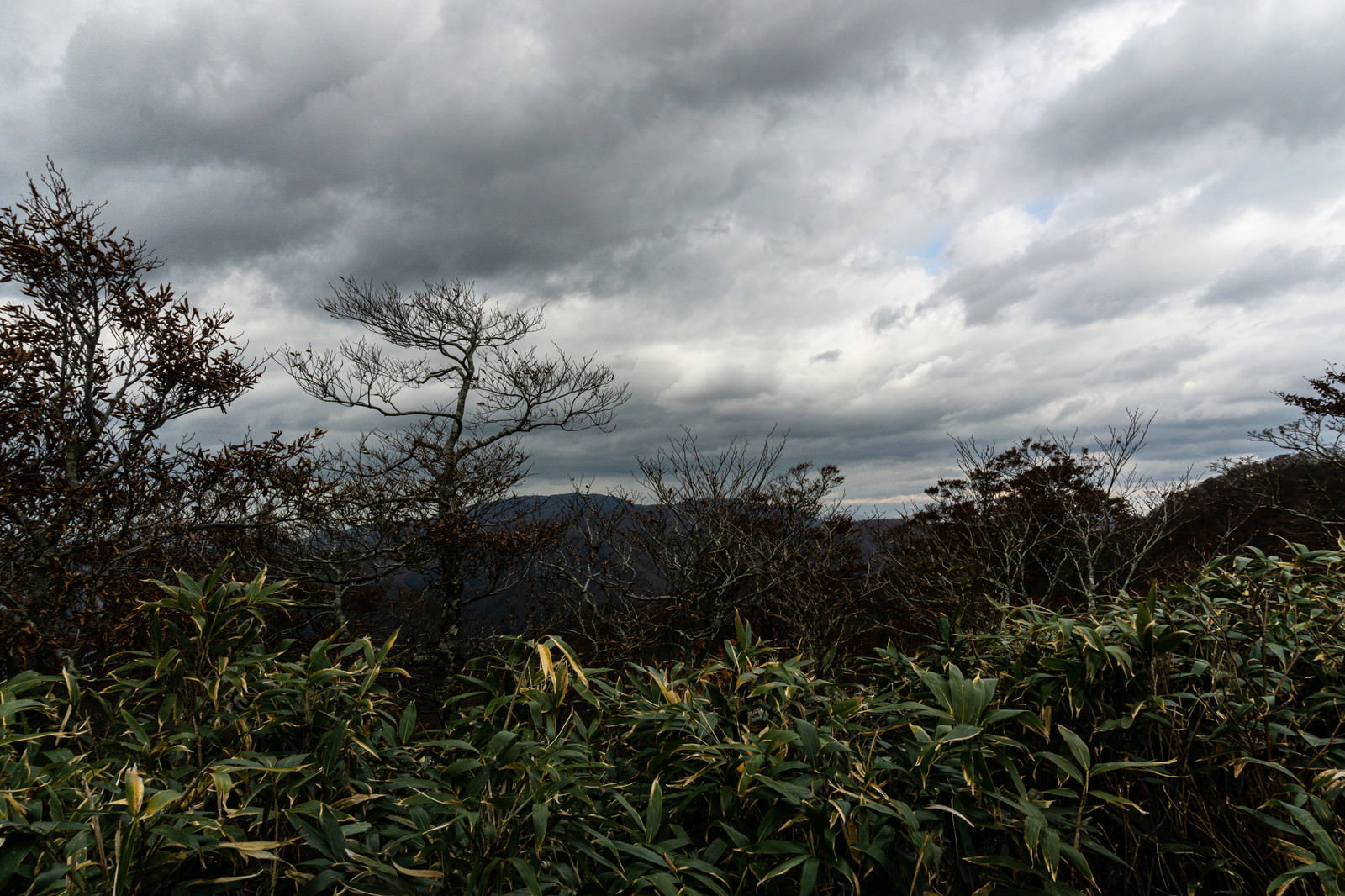 冠垰山の登山道で笹が茂る中、立ち枯れした木々と曇り空が広がる風景
