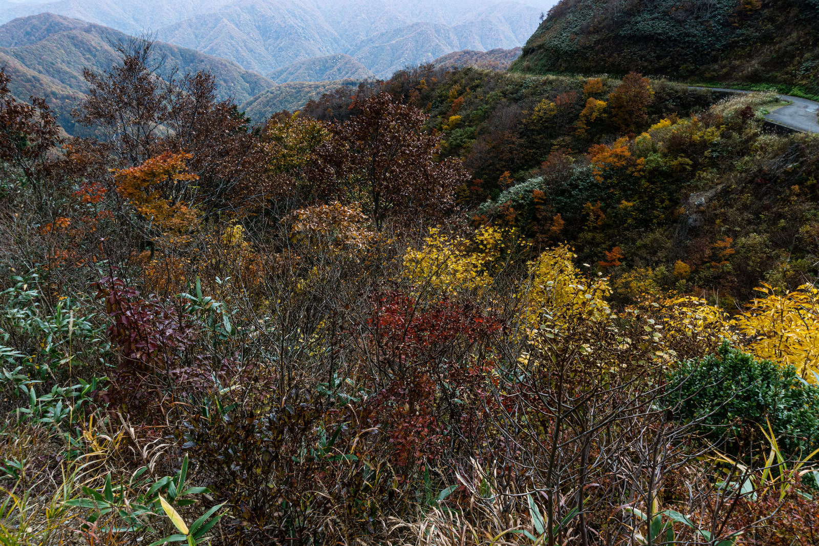 秋の紅葉に囲まれた冠山峠の峠道を写した風景