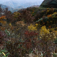 色とりどりの木々の向こうに見えるガードレールもない峠道（冠垰山）の写真