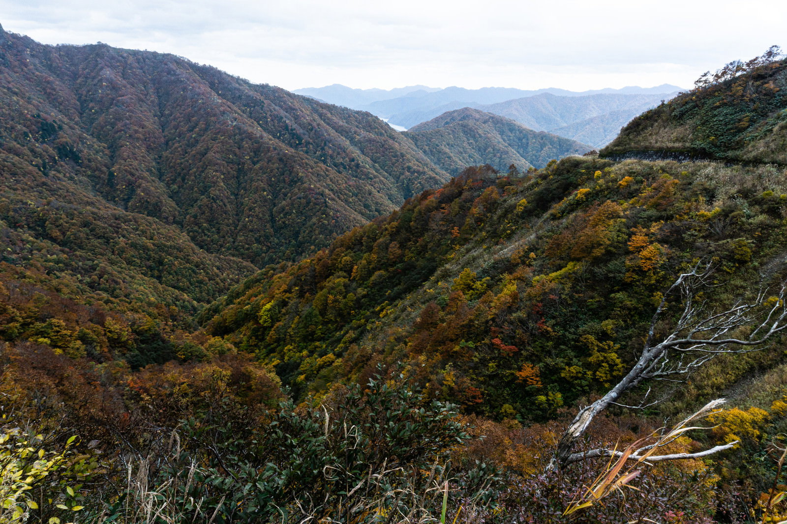 冠山峠から見た紅葉に染まる山々と奥に広がる徳山湖の風景