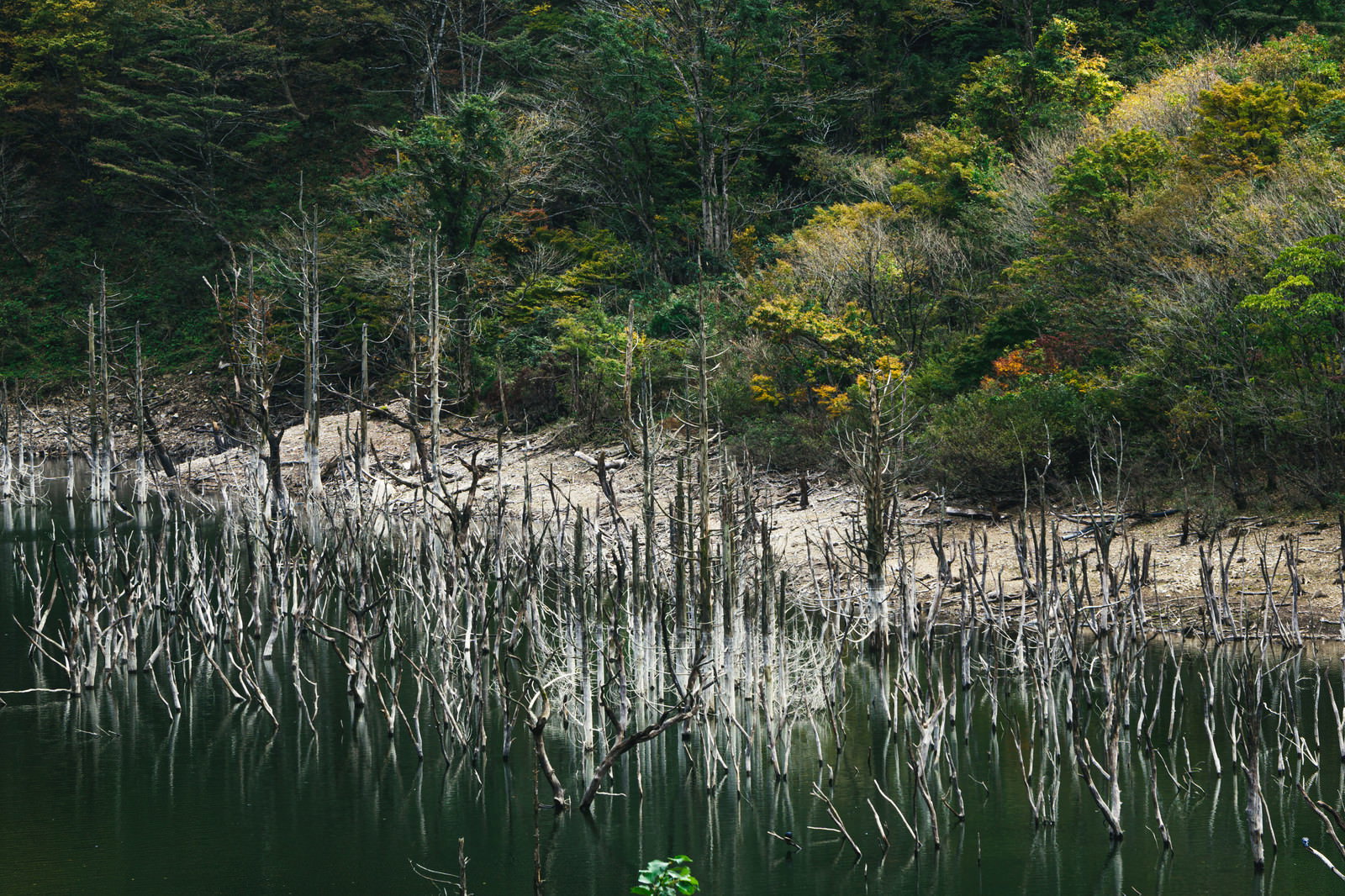 徳山湖の湖面に立ち枯れた木々が反射している風景