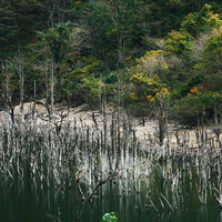 湖面にリフレクションして立ち並ぶ立ち枯れた木々と徳山湖の様子の写真