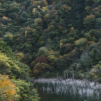 色づいた山に挟まれた立ち枯れた木々と徳山湖の写真
