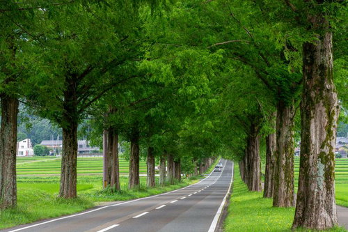 深緑が美しい8月のメタセコイア並木