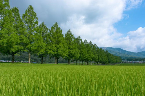 青々とした若い稲穂とメタセコイア並木