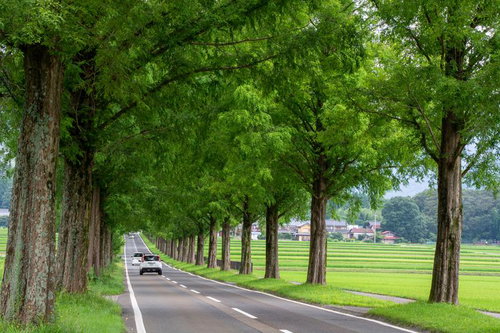 緑濃き並木道を走りすぎる車