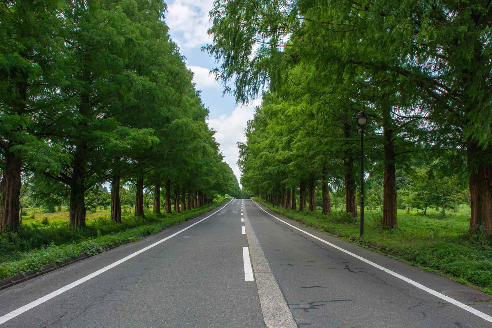 樹木が両側に立ち並ぶメタセコイア並木の一直線の道路