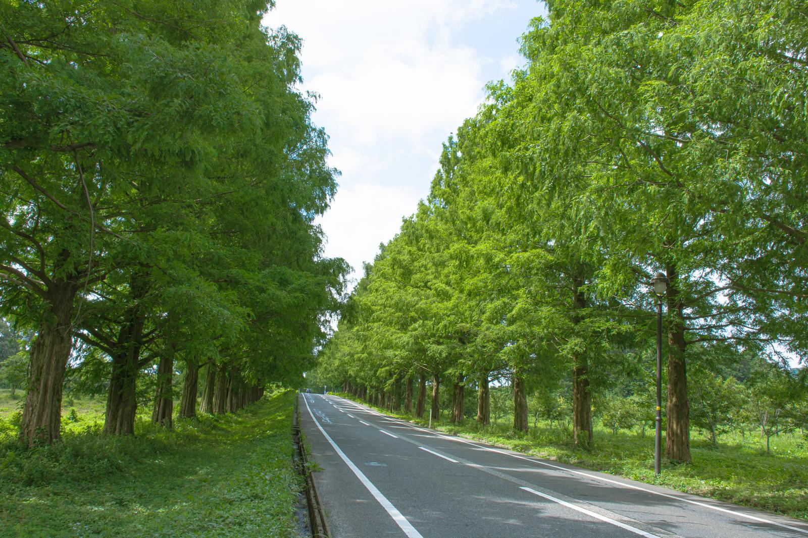 道路を挟み日陰と日光に照らされたメタセコイアの並木が対比する夏の風景
