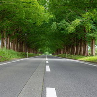 繁る枝葉が作り出す美しい緑のトンネルの写真