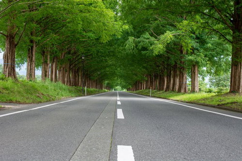 繁る枝葉が作り出す美しい緑のトンネル