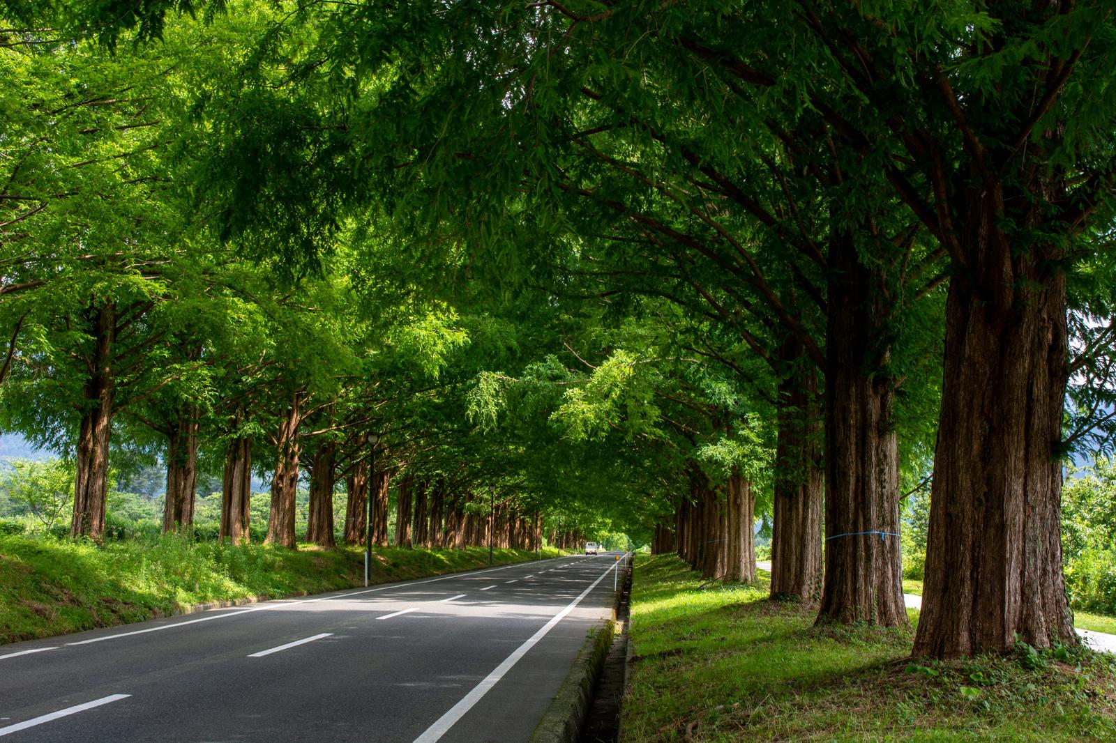 メタセコイア並木を抜ける夏の日差しが車道に落ちている風景
