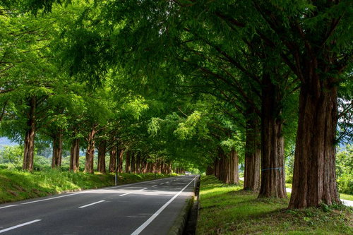メタセコイア並木の枝葉の隙間から路面に落ちる夏の強い日差し