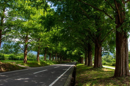 両側を果樹園などに囲まれた南側のマキノのメタセコイア並木