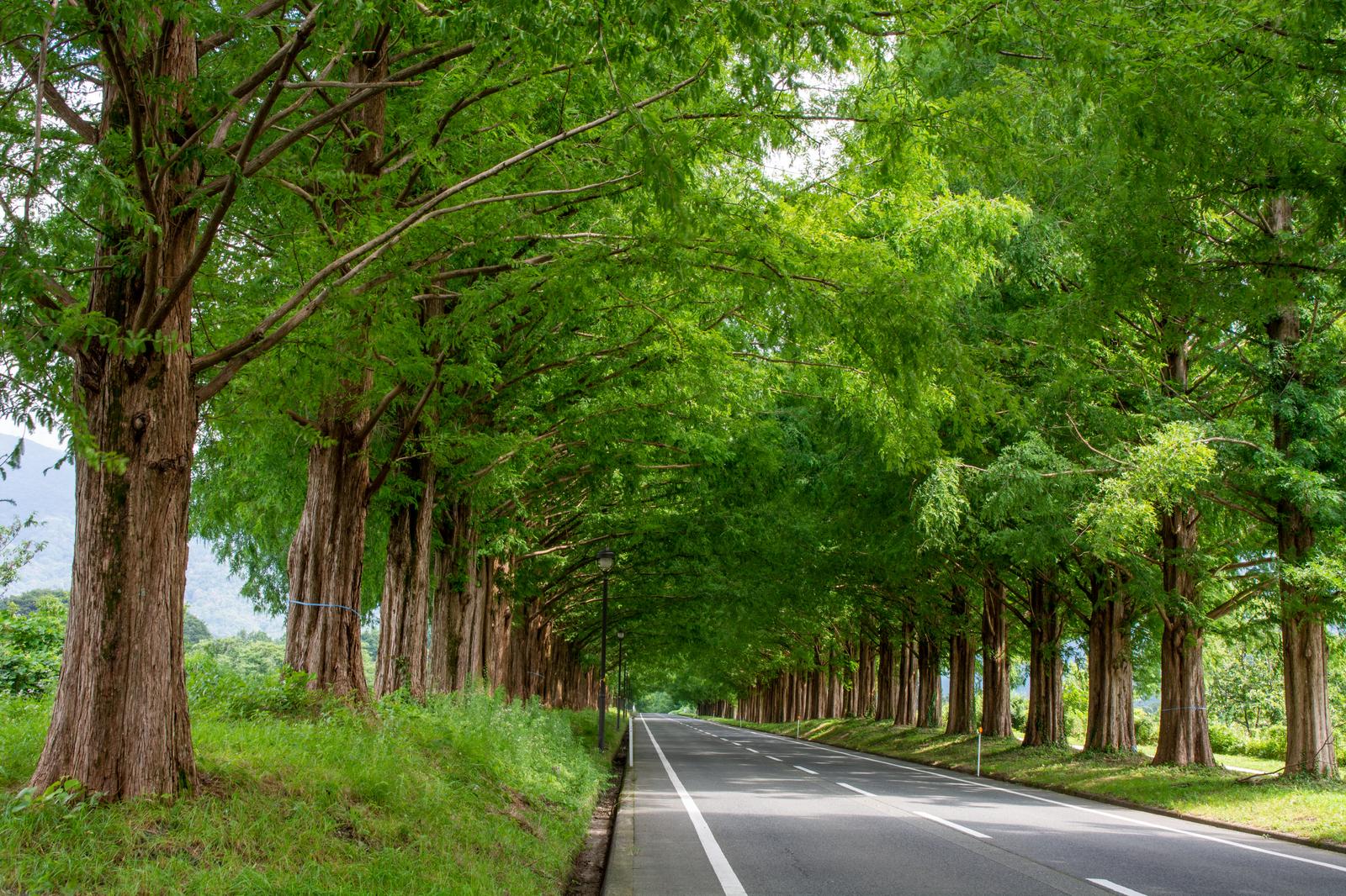 メタセコイアの並木道。両側の大きな樹から伸びた深緑の枝が道路上に天井を作る。