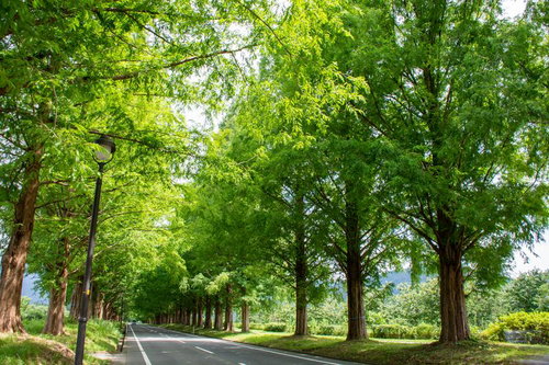 夏の日差しに輝き透けるメタセコイアの葉