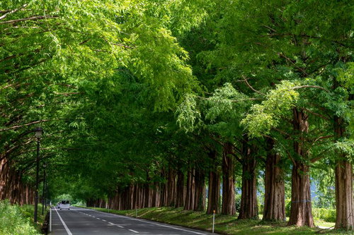 メタセコイア並木を行きすぎる車