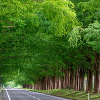 新緑に包まれた一直線のメタセコイア並木道路の写真