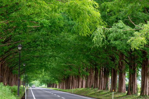 新緑に包まれた一直線のメタセコイア並木道路