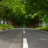 白いセンターライン入りアスファルト道路と新緑のメタセコイア並木の写真