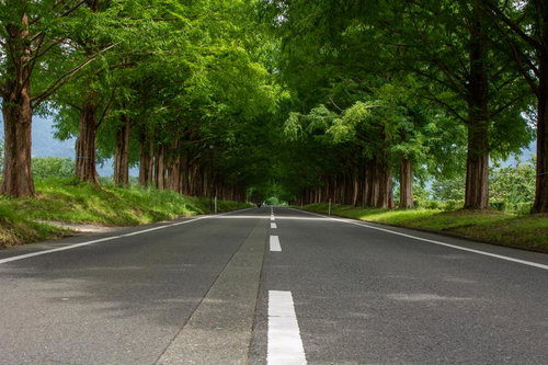 白いセンターライン入りアスファルト道路と新緑のメタセコイア並木