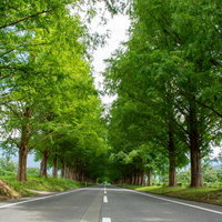 メタセコイア並木から仰ぎ見た景色の写真