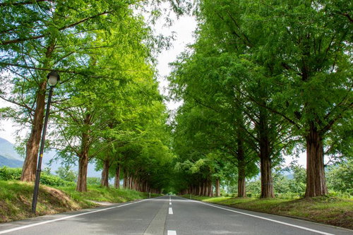 メタセコイア並木から仰ぎ見た景色