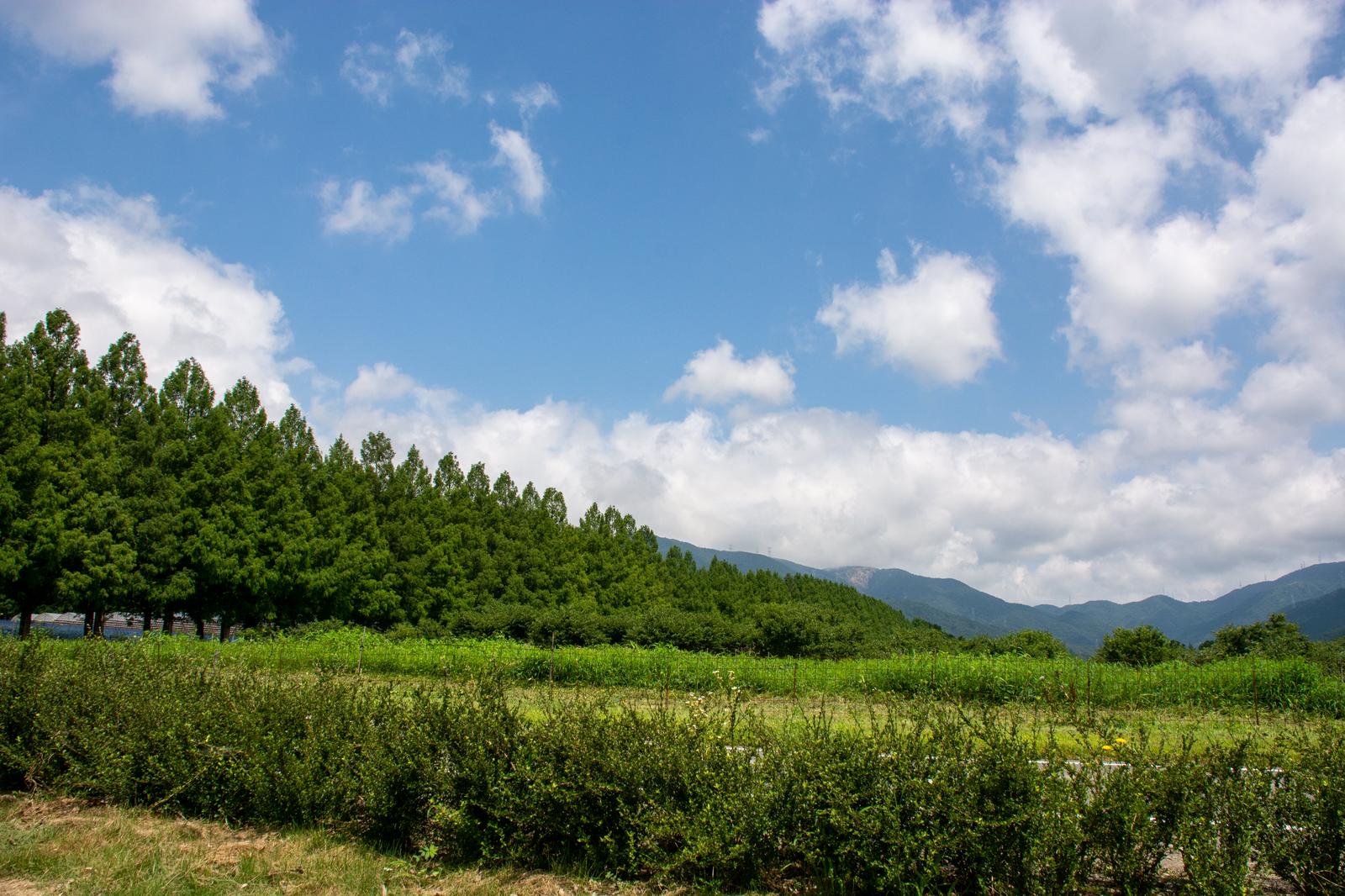 深緑のメタセコイア並木と栗園が広がる景観、奥に山が見える