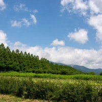 東側に栗園が広がる南側のマキノメタセコイア並木の様子の写真