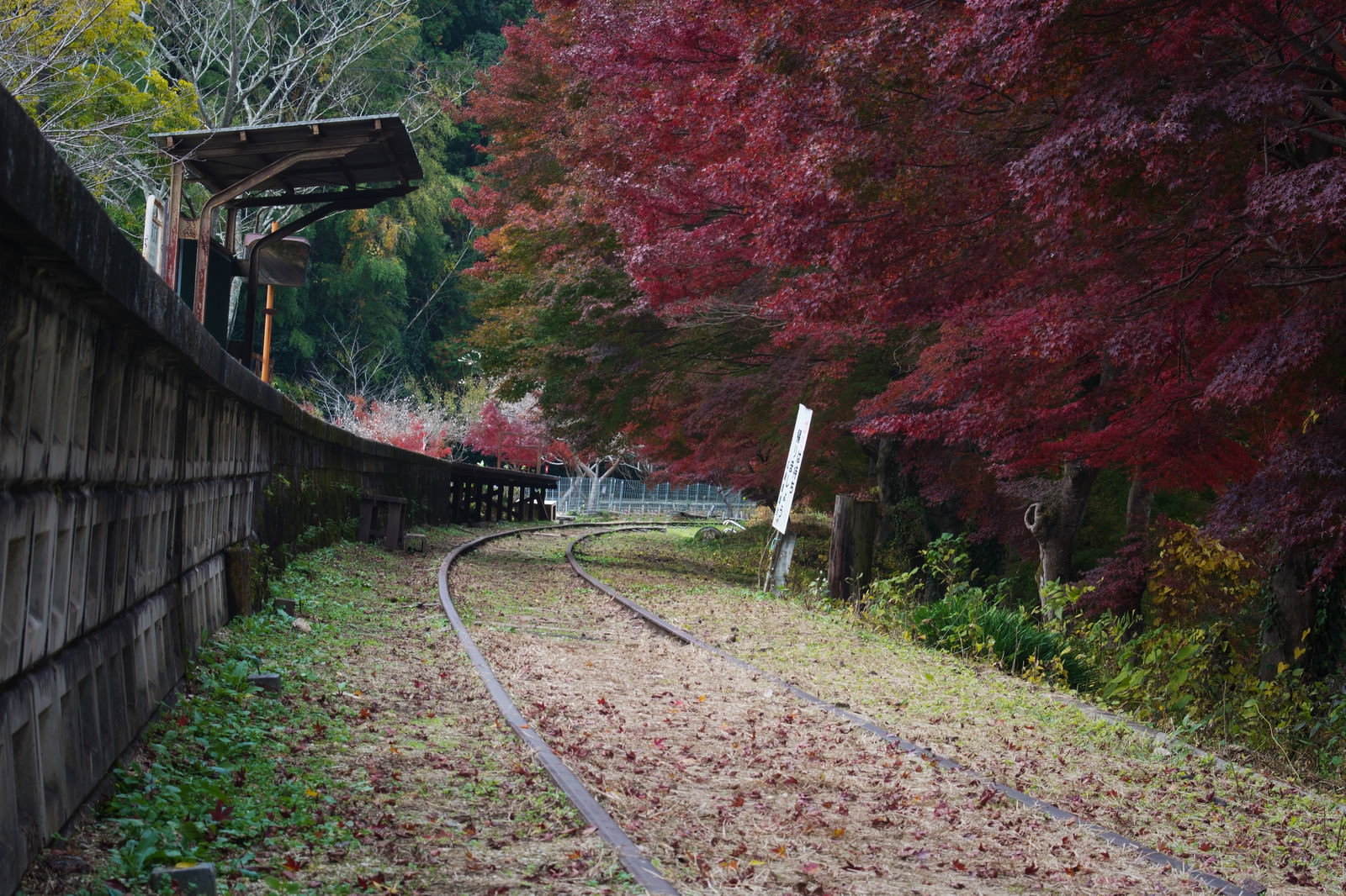 赤い紅葉に囲まれた古い廃駅の駅舎と錆びついた線路