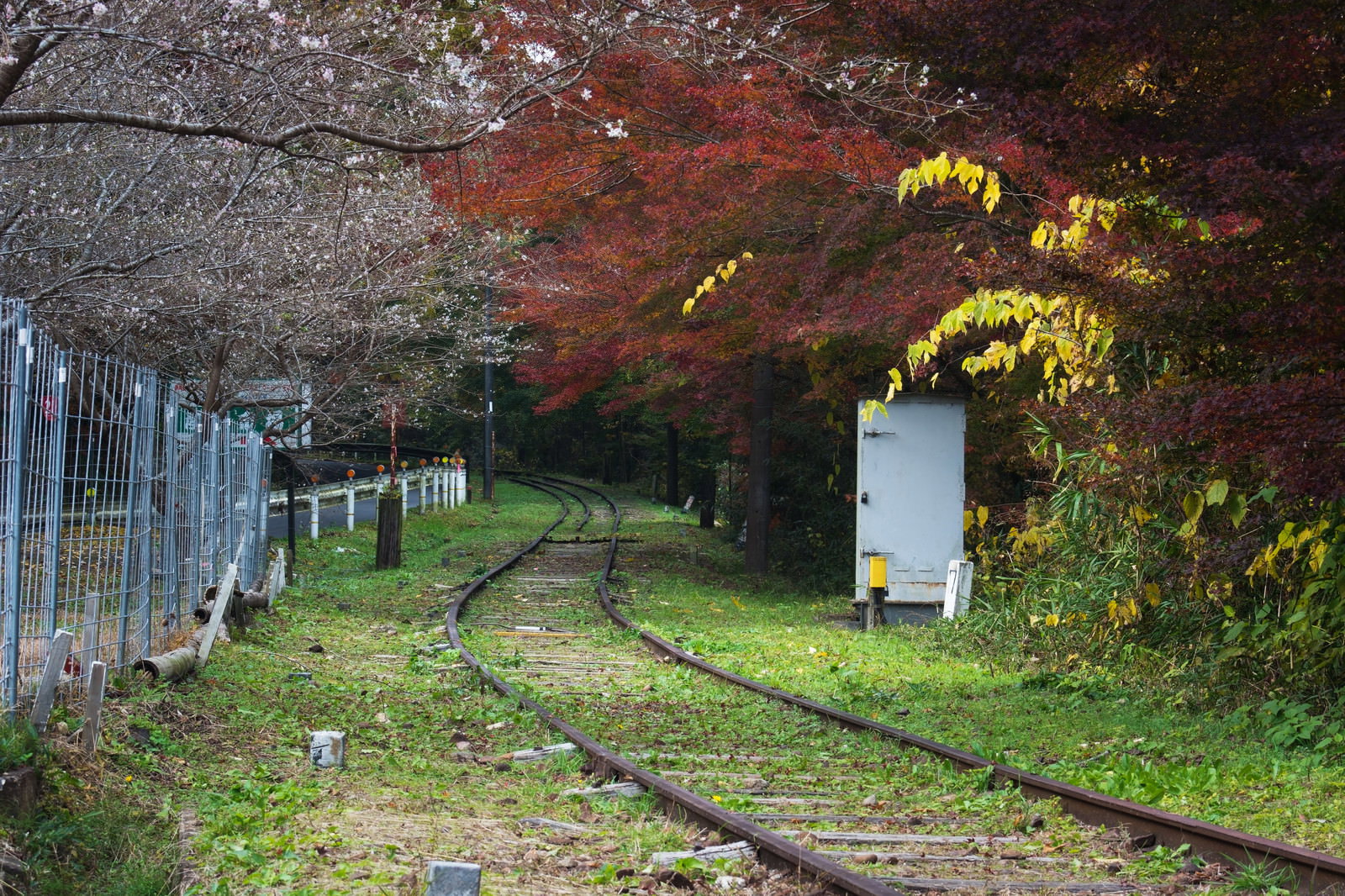 廃線の線路脇に咲く白い四季桜と紅葉した木々