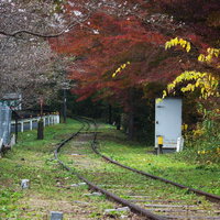 廃線を囲む紅葉と秋に咲く四季桜の写真