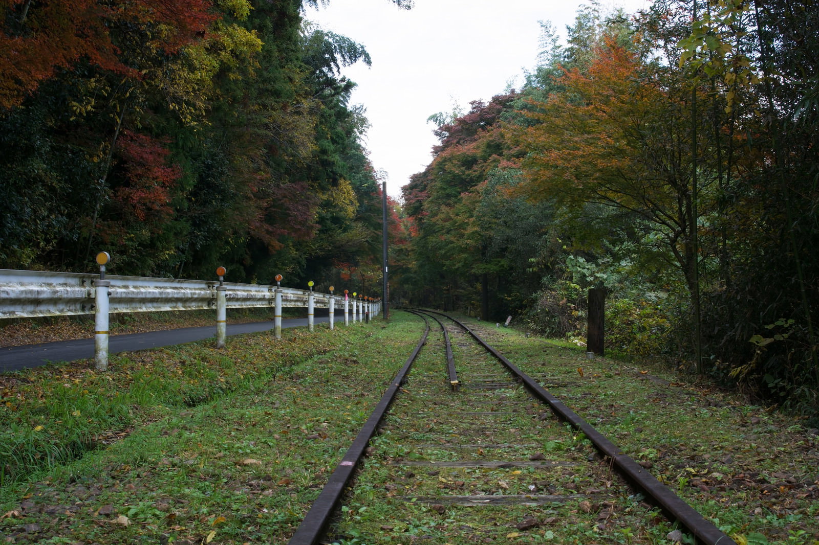 秋の紅葉に囲まれた廃線の線路と並行する道路の風景