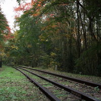 紅葉の中へ続く廃線の写真
