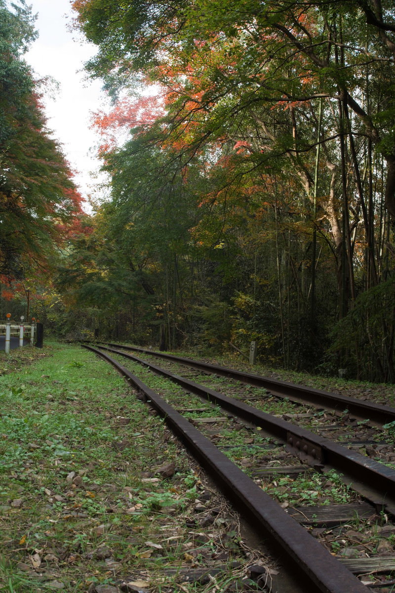 森の中を通る錆びついた線路と色づき始めた紅葉