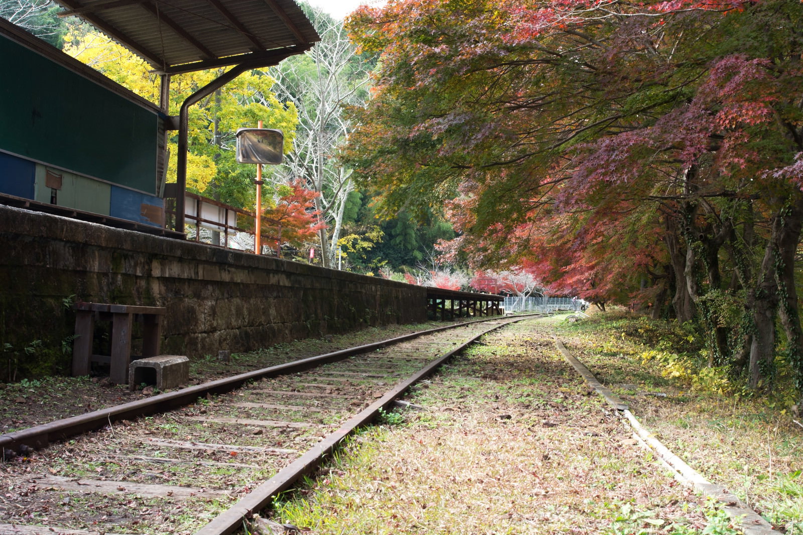 錆びた線路とプラットホームがある廃駅で、奥に紅葉したもみじの木々が見える秋の風景