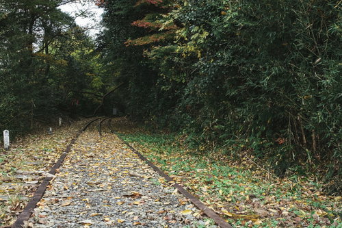 落葉と倒木の廃線