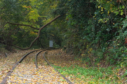 倒木で進めない廃線