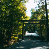 木々に囲まれた鳥居の向うに見える風日祈宮橋（かざひのみのみやばし）の写真