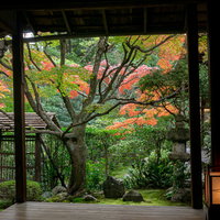 桂春院の書院に座り眺める「侘（わび）の庭」の写真